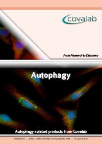 autophagy