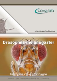 drosophila