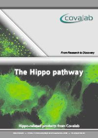 hippo_pathway