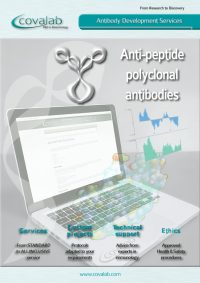 anti-peptide_antibody_development