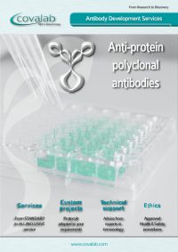 anti-protein_antibody_development