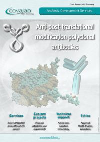 anti-ptm_antibody_development